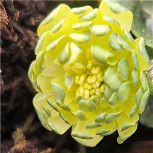 Ranunculus Ficaria 'Sylvie'